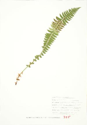  ( - JEM 159)  @11 [ ] Copyright (2009) Steven Newmaster University of Guelph BIO Herbarium