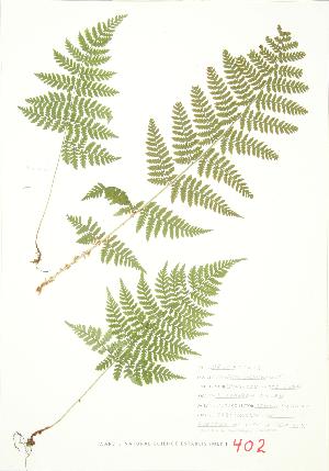  ( - JEM 153)  @11 [ ] Copyright (2009) Steven Newmaster University of Guelph BIO Herbarium