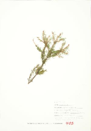  ( - JEM 150)  @11 [ ] Copyright (2009) Steven Newmaster University of Guelph BIO Herbarium