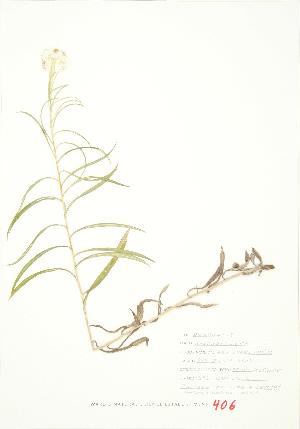  ( - JEM 148)  @11 [ ] Copyright (2009) Steven Newmaster University of Guelph BIO Herbarium