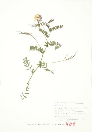 ( - JEM 146)  @11 [ ] Copyright (2009) Steven Newmaster University of Guelph BIO Herbarium