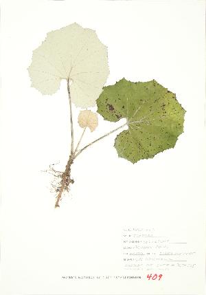  ( - JEM 145)  @11 [ ] Copyright (2009) Steven Newmaster University of Guelph BIO Herbarium