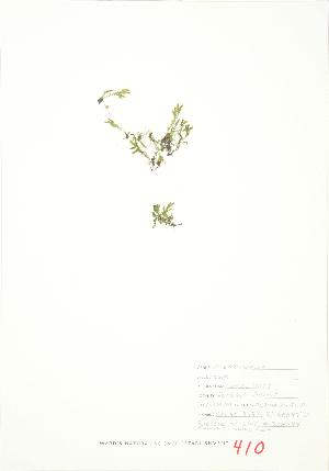  ( - JEM 144)  @11 [ ] Copyright (2009) Steven Newmaster University of Guelph BIO Herbarium