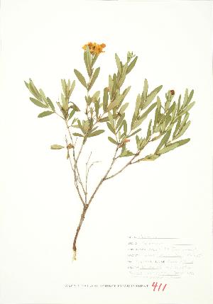  (Hypericum kalmianum - JEM 109)  @11 [ ] Copyright (2009) Steven Newmaster University of Guelph BIO Herbarium