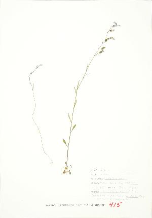  (Lobelia kalmii - JEM 095)  @11 [ ] Copyright (2009) Steven Newmaster University of Guelph BIO Herbarium