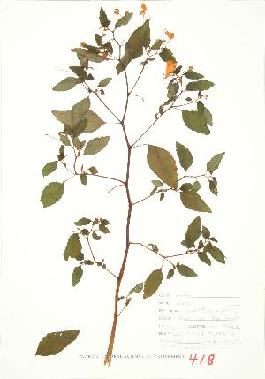  ( - JEM 091)  @11 [ ] Copyright (2009) Steven Newmaster University of Guelph BIO Herbarium