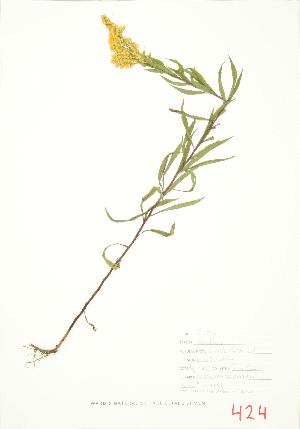  ( - JEM 088)  @11 [ ] Copyright (2009) Steven Newmaster University of Guelph BIO Herbarium