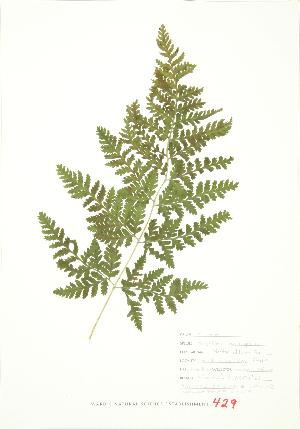  ( - JEM 112)  @11 [ ] Copyright (2009) Steven Newmaster University of Guelph BIO Herbarium