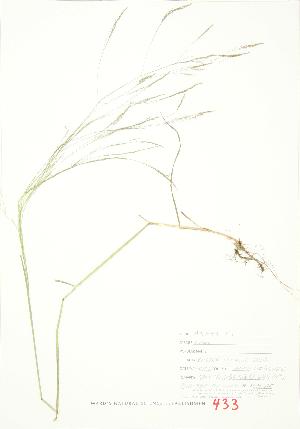  ( - JEM 115)  @11 [ ] Copyright (2009) Steven Newmaster University of Guelph BIO Herbarium