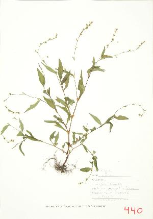  ( - JEM 097)  @11 [ ] Copyright (2009) Steven Newmaster University of Guelph BIO Herbarium