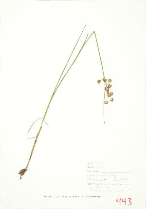  ( - JEM 128)  @11 [ ] Copyright (2009) Steven Newmaster University of Guelph BIO Herbarium