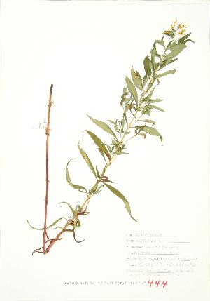  ( - JEM 127)  @11 [ ] Copyright (2009) Steven Newmaster University of Guelph BIO Herbarium