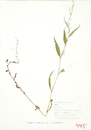 ( - JEM 126)  @11 [ ] Copyright (2009) Steven Newmaster University of Guelph BIO Herbarium