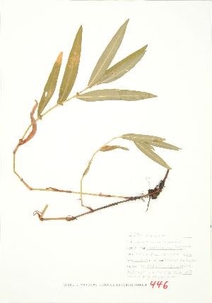  (Polygonum amphibium - JEM 125)  @11 [ ] Copyright (2009) Steven Newmaster University of Guelph BIO Herbarium