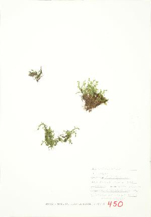  ( - JEM 121)  @11 [ ] Copyright (2009) Steven Newmaster University of Guelph BIO Herbarium