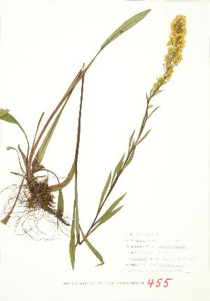  ( - JEM 137)  @11 [ ] Copyright (2009) Steven Newmaster University of Guelph BIO Herbarium