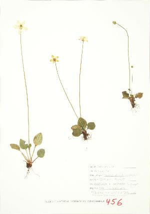  ( - JEM 136)  @11 [ ] Copyright (2009) Steven Newmaster University of Guelph BIO Herbarium