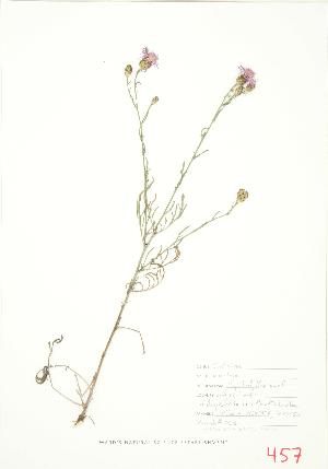  (Centaurea biebersteinii - MMD 053a)  @13 [ ] Copyright (2009) Steven Newmaster University of Guelph BIO Herbarium