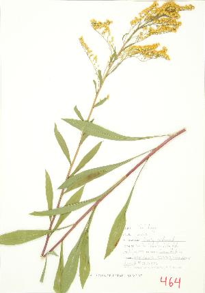  ( - JEM 077B)  @11 [ ] Copyright (2009) Steven Newmaster University of Guelph BIO Herbarium