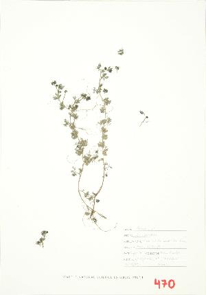  (Ranunculus aquatilis diffusus - ABM 021)  @11 [ ] Copyright (2009) Steven Newmaster University of Guelph BIO Herbarium