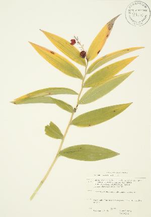  ( - JAG 0246)  @11 [ ] Copyright (2009) Steven Newmaster University of Guelph BIO Herbarium