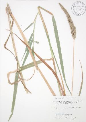  ( - JAG 0216)  @11 [ ] Copyright (2009) Steven Newmaster University of Guelph BIO Herbarium