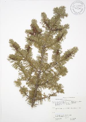  ( - JAG 0218)  @11 [ ] Copyright (2009) Steven Newmaster University of Guelph BIO Herbarium