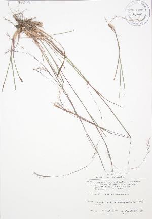  ( - JAG 0747)  @11 [ ] Copyright (2009) Steven Newmaster University of Guelph BIO Herbarium
