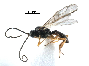  ( - NMS:Godfray:A824.529)  @12 [ ] CreativeCommons - Attribution (2017) CBG Photography Group Centre for Biodiversity Genomics