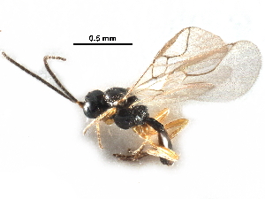  ( - NMS:Godfray:RM-4619)  @13 [ ] CreativeCommons - Attribution (2017) CBG Photography Group Centre for Biodiversity Genomics