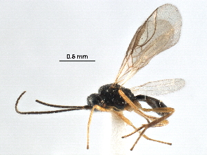  ( - NMS:Godfray:NK71)  @11 [ ] CreativeCommons - Attribution (2017) CBG Photography Group Centre for Biodiversity Genomics