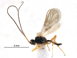  ( - NMS:Godfray:KPB-C220)  @13 [ ] CreativeCommons - Attribution (2017) CBG Photography Group Centre for Biodiversity Genomics