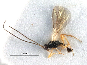  ( - NMS:Godfray:K59.1)  @13 [ ] CreativeCommons - Attribution (2017) CBG Photography Group Centre for Biodiversity Genomics