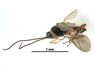  ( - NMS:Godfray:KPB-A552)  @13 [ ] CreativeCommons - Attribution (2017) CBG Photography Group Centre for Biodiversity Genomics