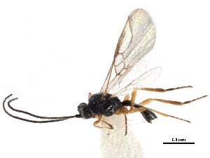  ( - NMS:Godfray:KPB-4814-a)  @11 [ ] CreativeCommons - Attribution (2015) CBG Photography Group Centre for Biodiversity Genomics
