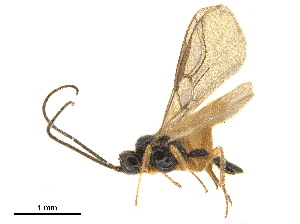 ( - NMS:Godfray:736a)  @11 [ ] CreativeCommons - Attribution (2019) CBG Photography Group Centre for Biodiversity Genomics