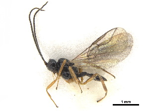  ( - NMS:Godfray:K70.2)  @11 [ ] CreativeCommons - Attribution (2019) CBG Photography Group Centre for Biodiversity Genomics