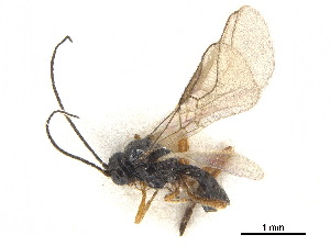  ( - NMS:Godfray:KPB-CL220a)  @11 [ ] CreativeCommons - Attribution (2019) CBG Photography Group Centre for Biodiversity Genomics
