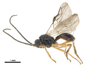  ( - NMS:Godfray:NK103)  @11 [ ] CreativeCommons - Attribution (2019) CBG Photography Group Centre for Biodiversity Genomics