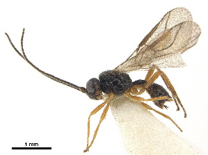  ( - NMS:Godfray:NR1558)  @11 [ ] CreativeCommons - Attribution (2019) CBG Photography Group Centre for Biodiversity Genomics