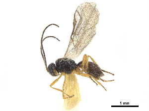  ( - NMS:Godfray:NR230)  @12 [ ] CreativeCommons - Attribution (2019) CBG Photography Group Centre for Biodiversity Genomics