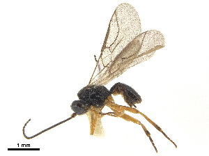  ( - NMS:Godfray:NR341)  @11 [ ] CreativeCommons - Attribution (2019) CBG Photography Group Centre for Biodiversity Genomics