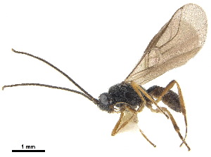  ( - NMS:Godfray:NR359)  @11 [ ] CreativeCommons - Attribution (2019) CBG Photography Group Centre for Biodiversity Genomics