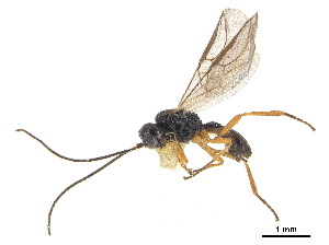  (Antrusa nr. flavicoxa 1 - NMS:Godfray:NR459)  @11 [ ] CreativeCommons - Attribution (2019) CBG Photography Group Centre for Biodiversity Genomics