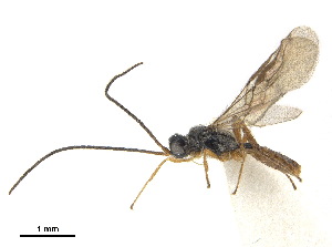  ( - NMS:Godfray:NR49)  @11 [ ] CreativeCommons - Attribution (2019) CBG Photography Group Centre for Biodiversity Genomics