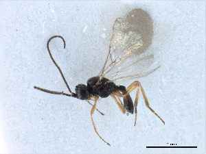 ( - NMS:Godfray:RM-2548)  @11 [ ] CreativeCommons - Attribution (2019) CBG Photography Group Centre for Biodiversity Genomics