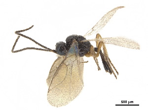  ( - NMS:Godfray:RM-3320)  @12 [ ] CreativeCommons - Attribution (2019) CBG Photography Group Centre for Biodiversity Genomics