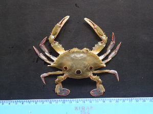  ( - AQB-DEC-KER-NEE-12)  @13 [ ] Copyright (2013) Dr.A Biju Kumar Dept. of Aquatic Biology
