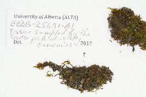  ( - CCDB-25691-A01)  @11 [ ] CreativeCommons - Attribution Non-Commercial Share-Alike (2018) Masha L. Kuzmina Canadian Centre for DNA Barcoding