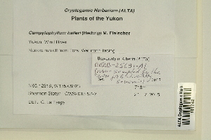  ( - CCDB-25691-A01)  @11 [ ] CreativeCommons - Attribution Non-Commercial Share-Alike (2018) Masha L. Kuzmina Canadian Centre for DNA Barcoding